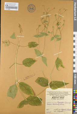 LE 01104804