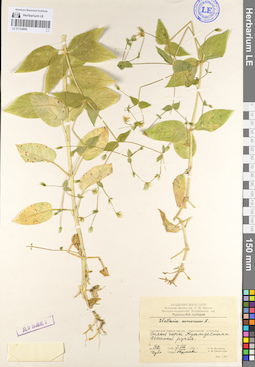 LE 01104806