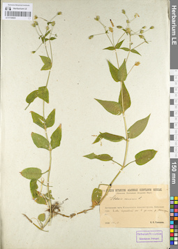 LE 01104825