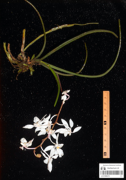 LE 01090373