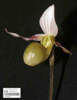 LE 01090416
