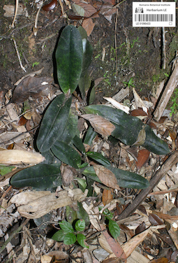 LE 01090433