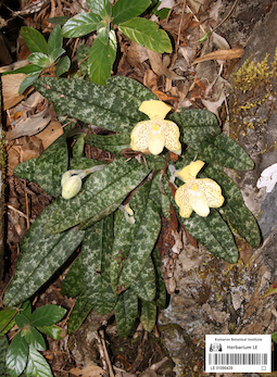 LE 01090439
