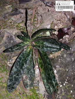 LE 01090452