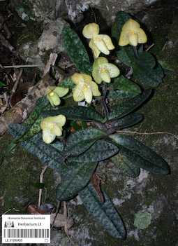 LE 01090455