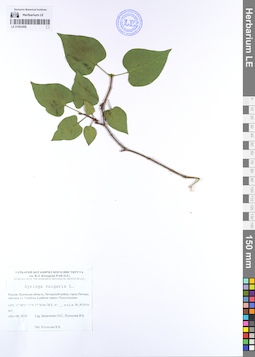 LE 01063458