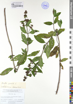 LE 01063474