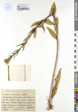 LE 01079296