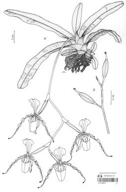LE 01090475
