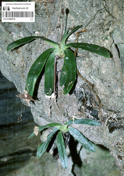 LE 01090519
