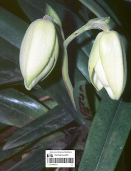 LE 01090521