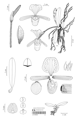 LE 01090526