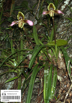 LE 01090549