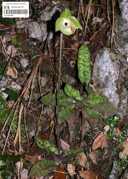 LE 01090581