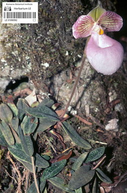 LE 01090592