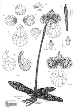 LE 01090595