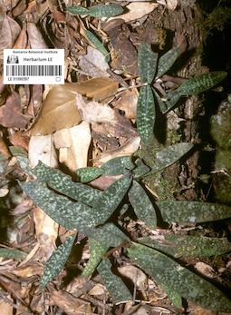 LE 01090597