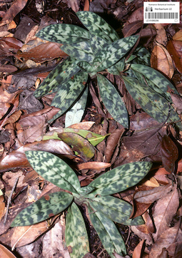 LE 01090606