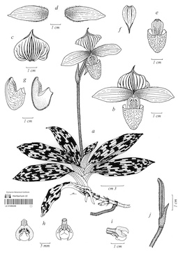 LE 01090608