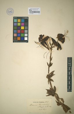 LE 01072601