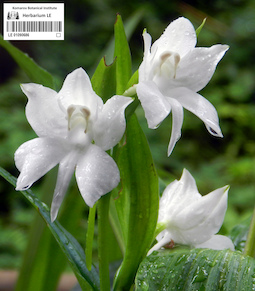 LE 01090686