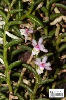 LE 01090705
