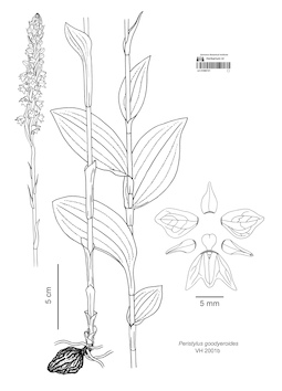 LE 01090721