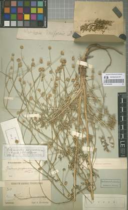 LE 00052826