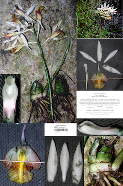 LE 01090751