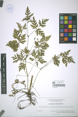 LE 01053595