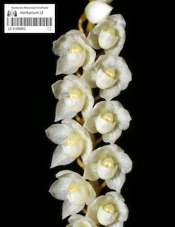 LE 01090803