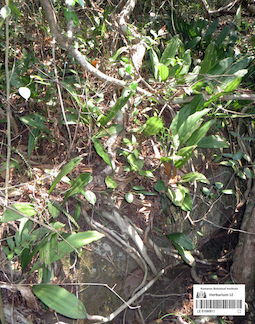 LE 01090811