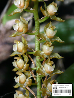 LE 01090816