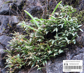 LE 01090818