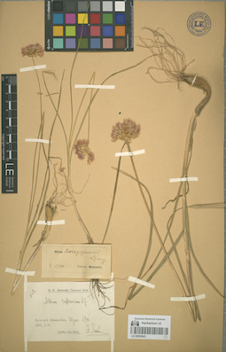 LE 00052843