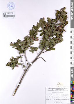 LE 01108116