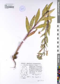 LE 01108733