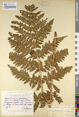 LE 01109596