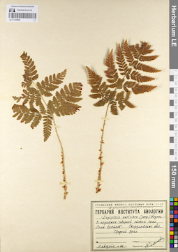 LE 01109666