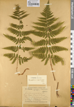 LE 01109782