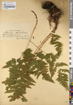 LE 01109920