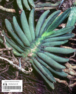 LE 01090911
