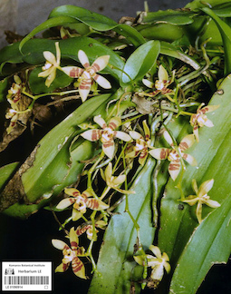LE 01090914