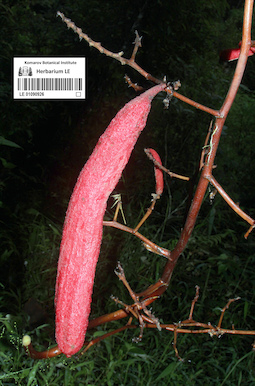LE 01090926