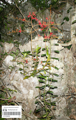 LE 01090932