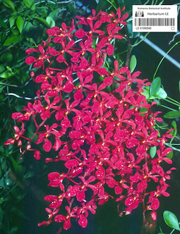 LE 01090940