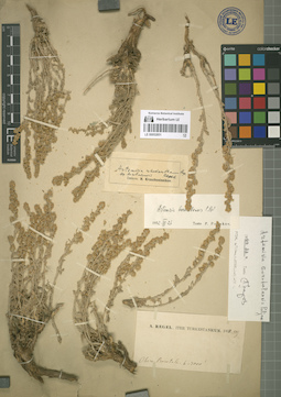 LE 00052851