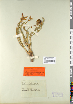 LE 01081435