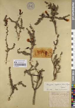 LE 01060175