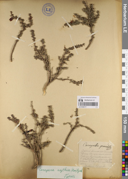LE 01060177